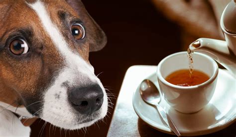 Can Dogs Drink Tea? Exploring the Curious Connection Between Canines and Camellia Sinensis