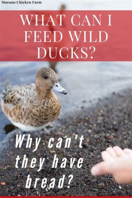 Can Ducks Eat Chicken Food? And Why Do Chickens Dream of Cornfields?