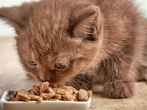 Can Kittens Eat Adult Cat Food? Exploring the Feline Dietary Maze