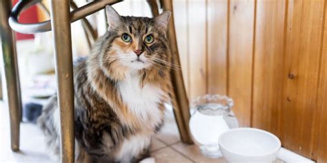 Do Cats Bury Their Food: A Whisker-Twitching Mystery of Feline Behavior