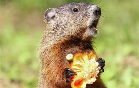 Do Groundhogs Eat Fruit? Exploring the Culinary Habits of These Furry Foragers