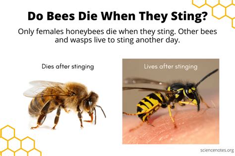 Do Male Honey Bees Have Stingers and Why Do They Dream of Electric Flowers?