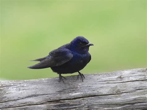 Do Purple Martins Eat Honey Bees? Exploring the Unlikely Connection Between Birds and Bees