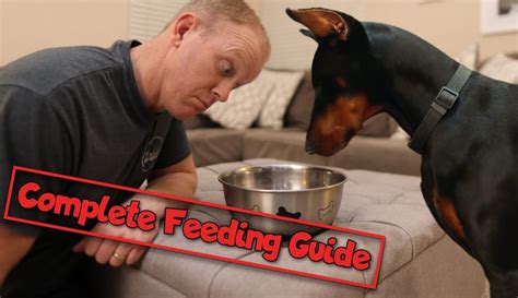 How Much Food Should a Doberman Eat Per Day: A Culinary Conundrum for Canines