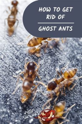 How to Get Rid of Ghost Ants in Kitchen: And Why They Might Be Attracted to Your Midnight Snacks