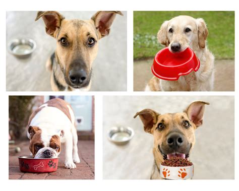 Should You Put Water in Dog Food: A Dive into Canine Culinary Mysteries