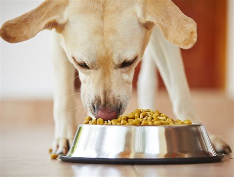 Why Do Dogs Swallow Food Whole: A Glimpse into Canine Eating Habits and the Mysteries of the Universe